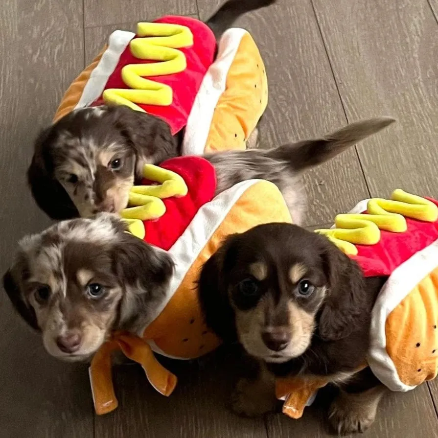 Hot Dog Dachshund Costume