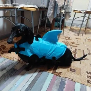 Shark Life Jacket For Dachshund