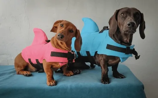 Shark Life Jacket For Dachshund