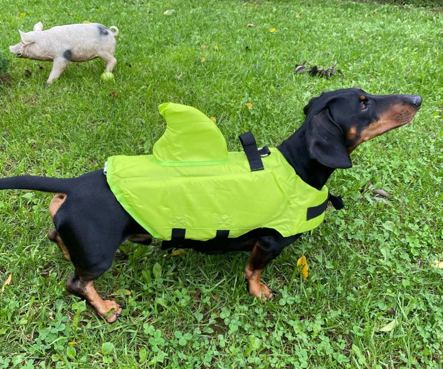 Shark Life Jacket For Dachshund