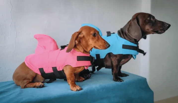 Shark Life Jacket For Dachshund